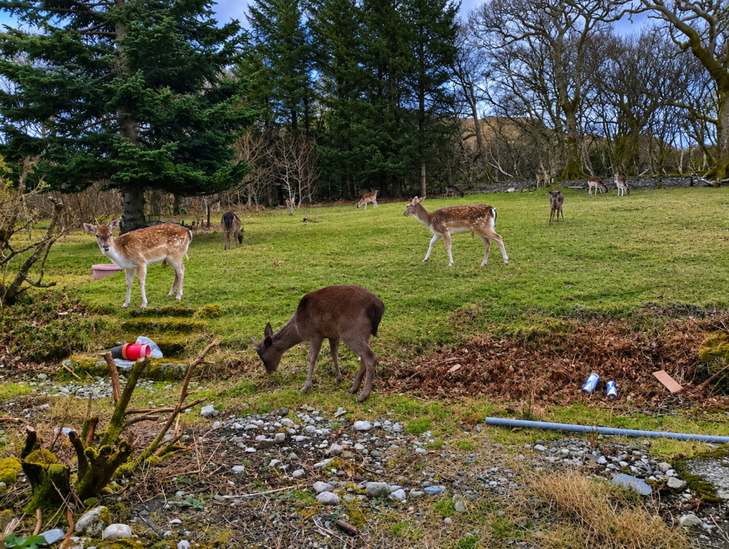 deer de hazed